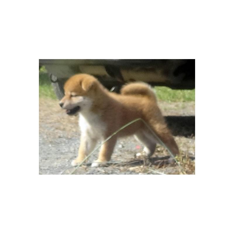 販売中の埼玉県の柴犬-420734の3枚目